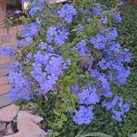 Lena - Lena Two Bedroom Апартаменты *