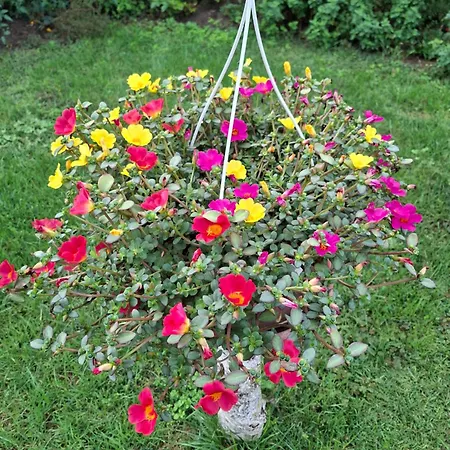 Апартаменты Lena - Lena Two Bedroom *