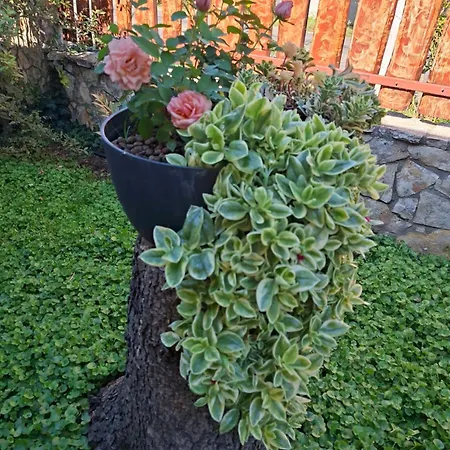 Апартаменты Lena - Lena Two Bedroom Вечеш